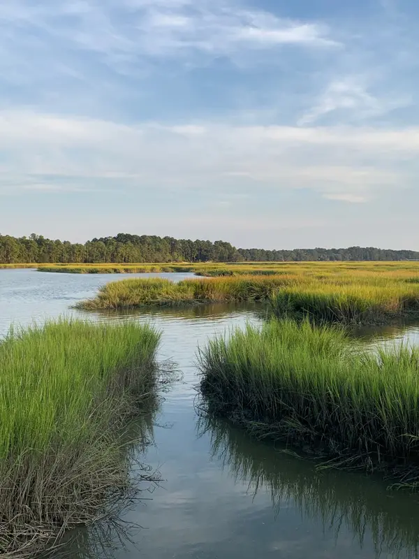 More Than Just Pretty Views: The Amazing Sea Life Living in South Carolina's Marshes