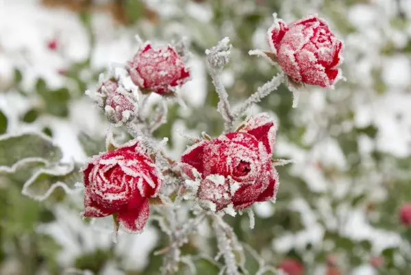 Protecting Your Plants from Frost in Central Florida | Inside/Outside