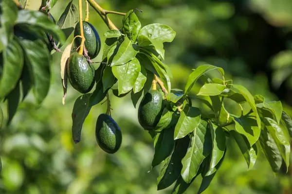 Fruit Trees that Can Thrive in Your Central Florida Backyard