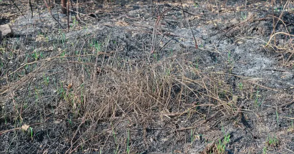 feature image of Make the Best Use of Water During This Central Florida Drought