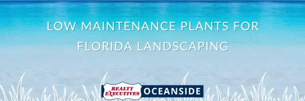 Low Maintenance Plants for  Florida Landscaping ,Realty Executives Oceanside