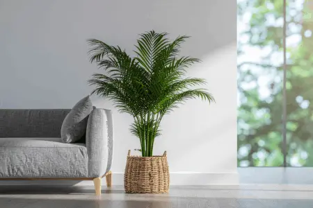 Low-Maintenance, Low-Water Plants for Busy Lifestyles,Capital City Realtors
