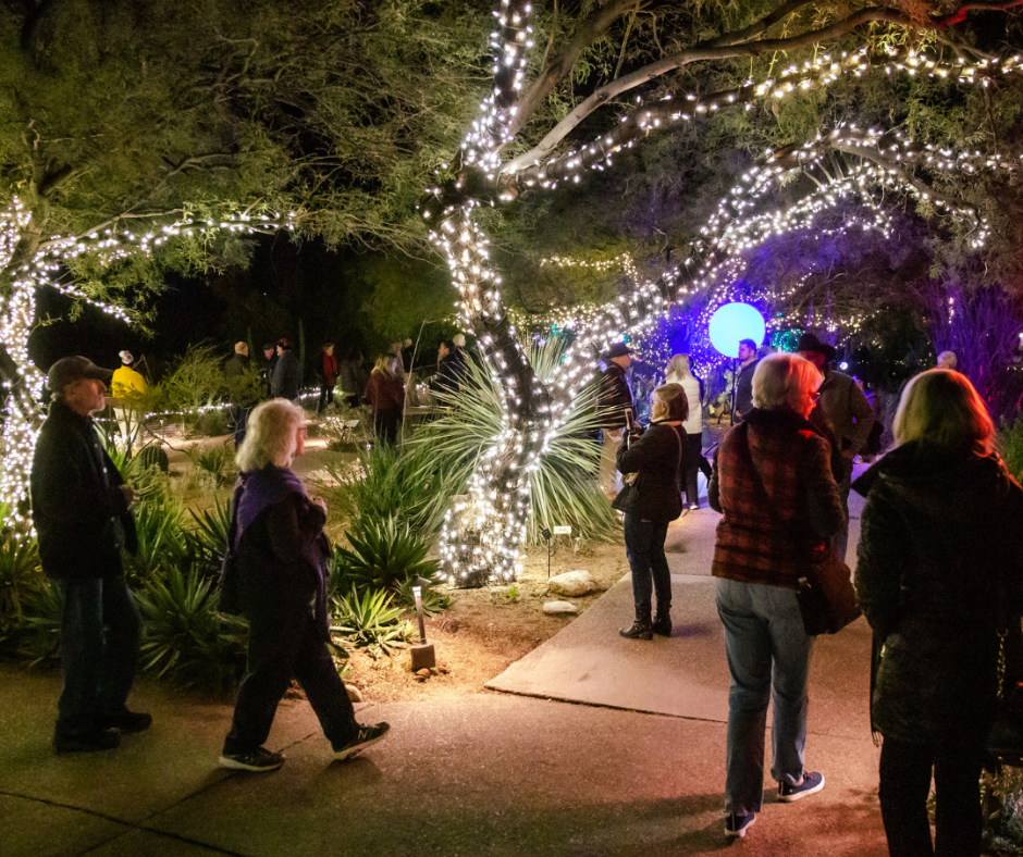 People walk along a garden path at night surrounded by trees wrapped in white holiday lights and desert plants.
