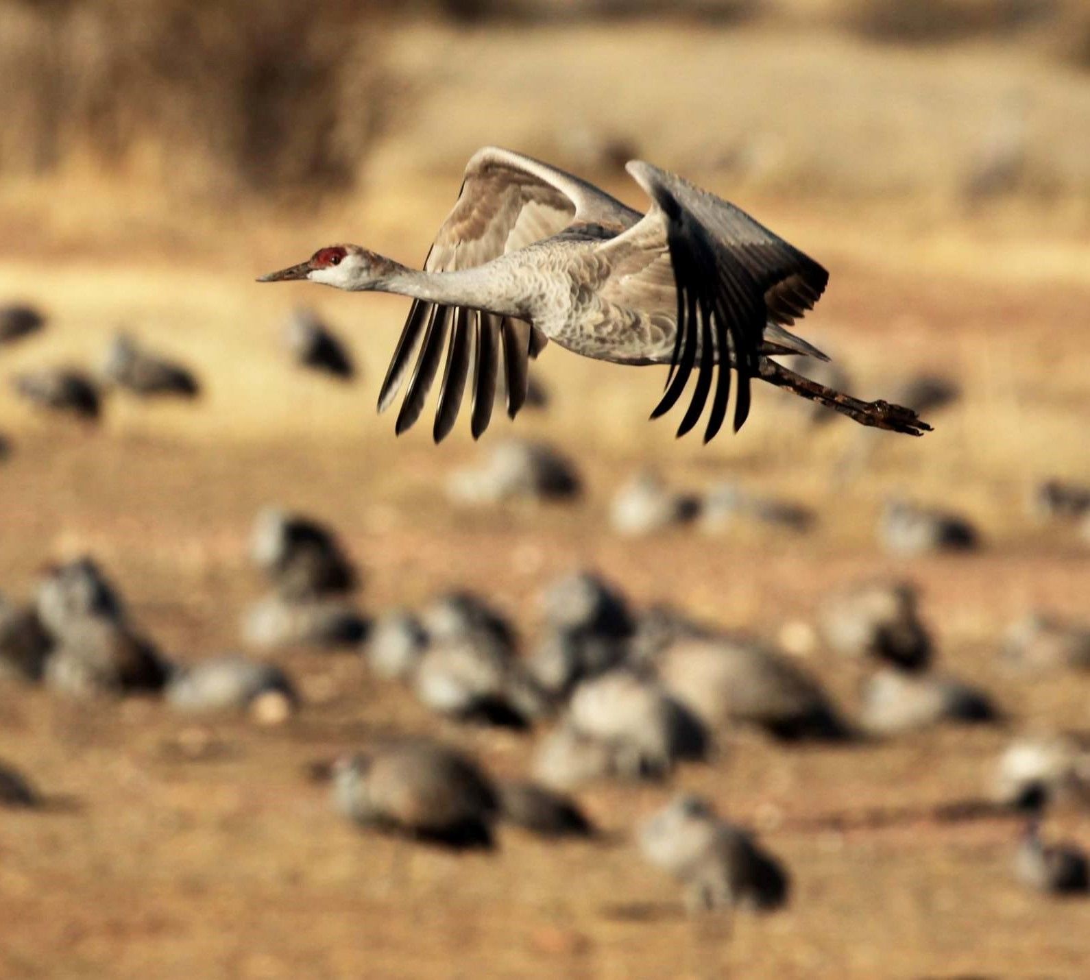 A sandhill crane flying low over a desert field, wings fully extended, with a flock of cranes blurred in the background at Whitewater Draw.