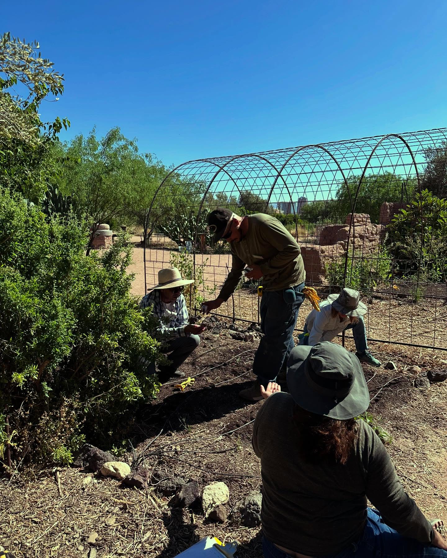 Four people wearing hats and sun-protective clothing work together in an outdoor desert garden on a sunny day, tending to a planting bed beside an arched wire trellis structure.