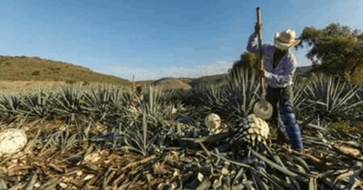 A jimador (agave harvester) in a cowboy hat uses a long-handled tool to harvest agave plants in a field, with trimmed agave piñas visible on the ground and hills in the background.