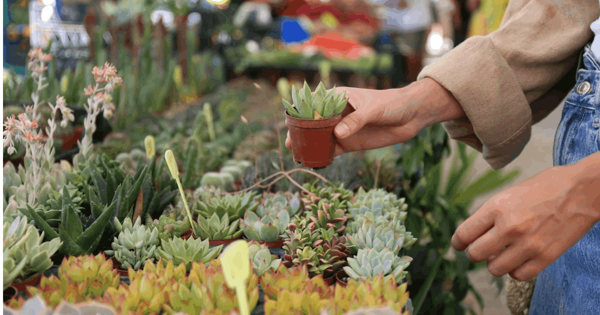 A person in a beige jacket and jeans holds up a small potted succulent at an outdoor plant market, with rows of colorful succulents and cacti displayed on tables in the background.