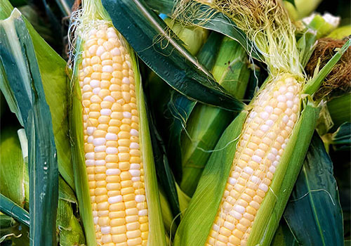Sweet Corn Extravaganza and Taste of Summer at Apple Annie's