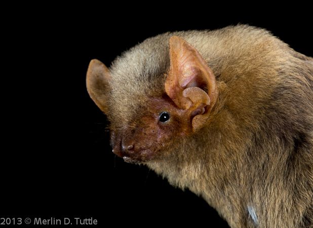 Bat Walk at Agua Caliente Park