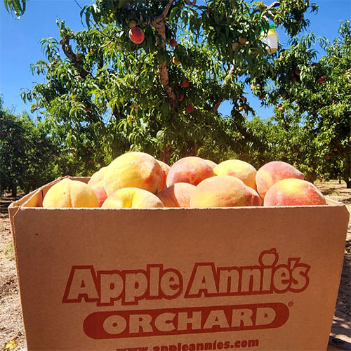 Sweet Corn Extravaganza and orchard picking at Apple Annie's in Willcox