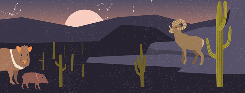 Cool Summer Nights at the Arizona-Sonora Desert Museum