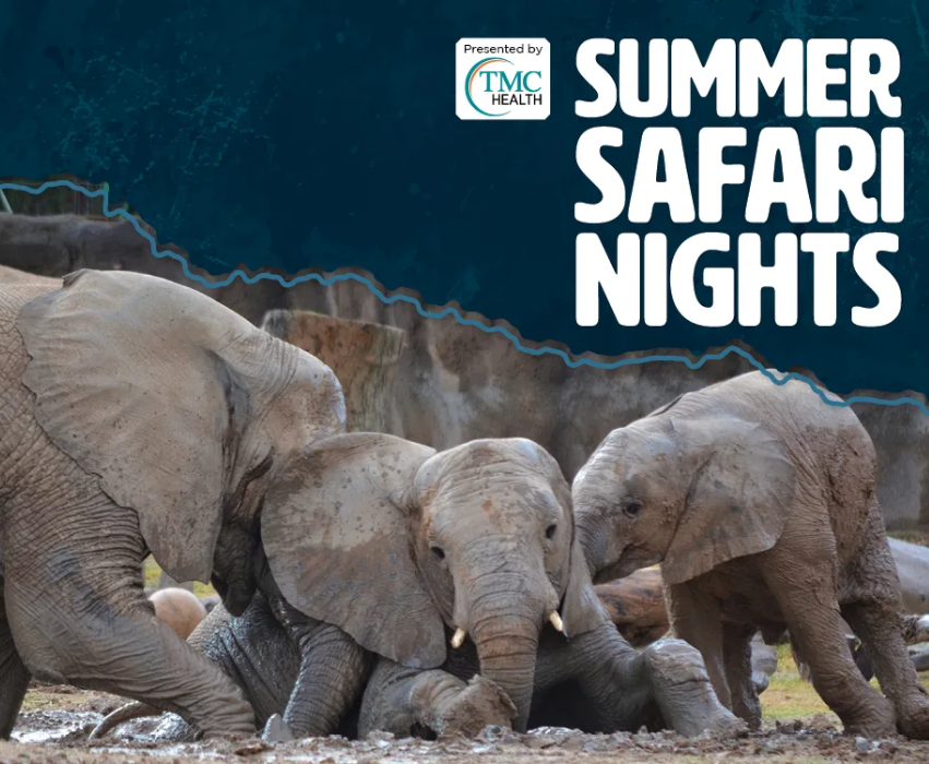 Summer Safari Nights at Reid Park Zoo