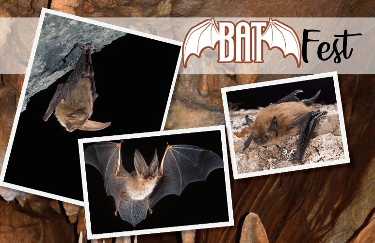 Bat Fest at Kartchner Caverns State Park