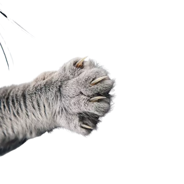 Close-up of a gray cat’s paw with claws extended, playfully reaching forward—used alongside a ‘Reach Out Today’ call-to-action button.)