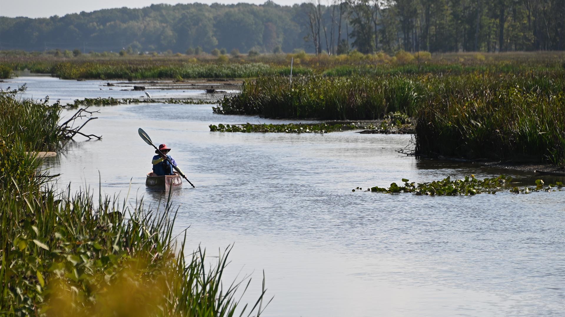 Hayaker in marsh area of Mentor Nature reserve
