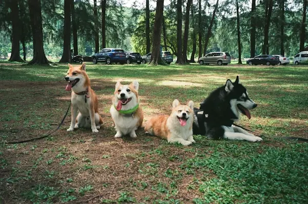 Best Dog Parks in Glen Allen and Nearby,Jen Orth