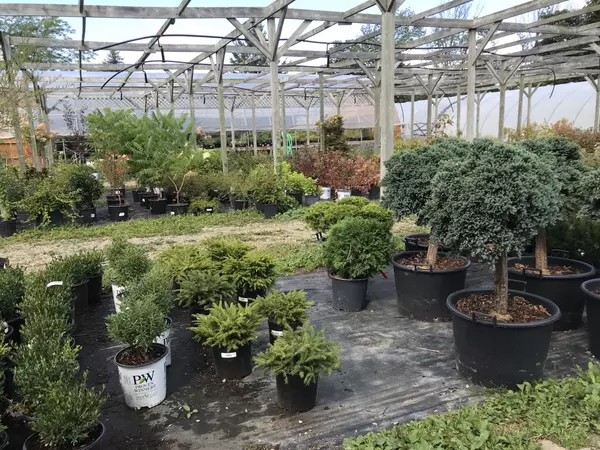 Local Love: 7 Must-Visit Garden Centres Around Southern Georgian Bay