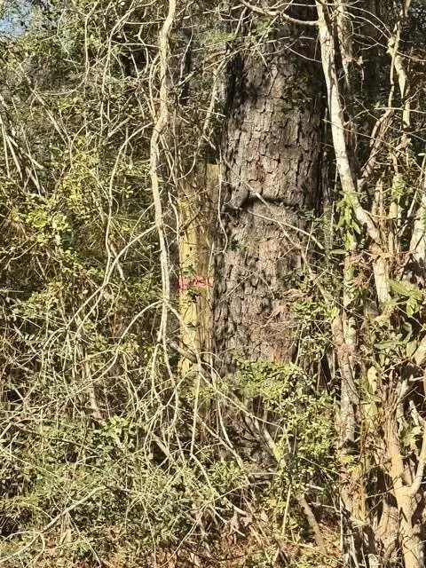 TBD Lee Turner Road, Cleveland, TX 77328