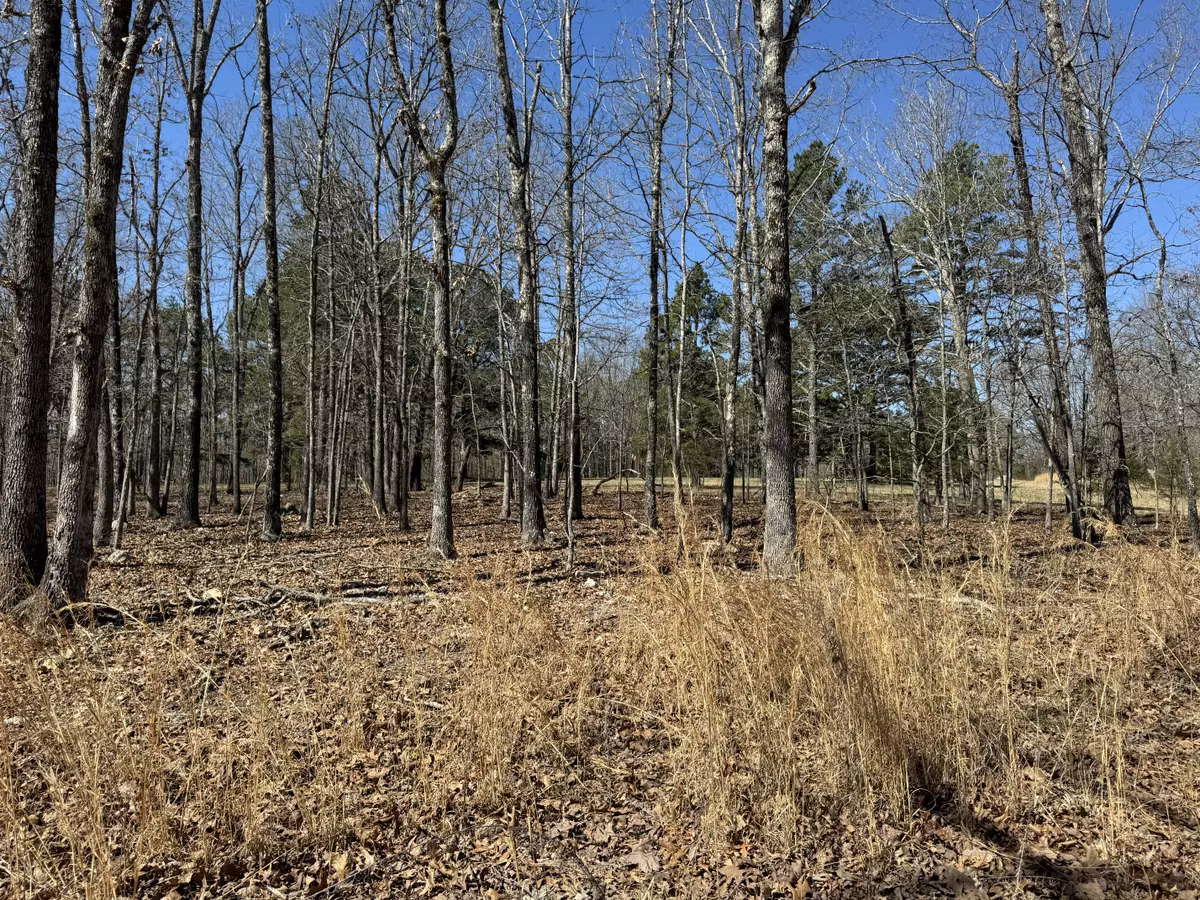 land for sale birch tree10