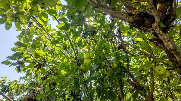 804 Banks Road, Hardy, AR 72542