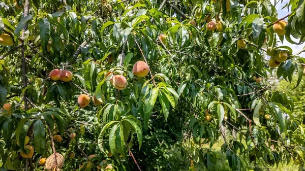 804 Banks Road, Hardy, AR 72542