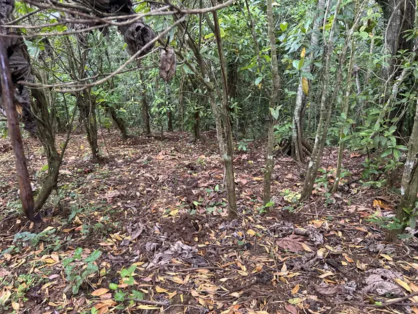BO RIO ARRIBA #SECTOR DOS BOCAS