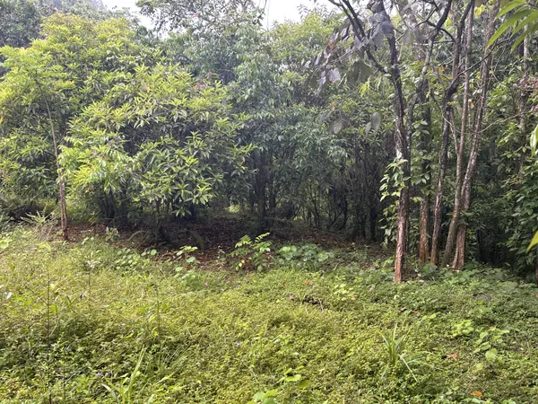 BO RIO ARRIBA #SECTOR DOS BOCAS