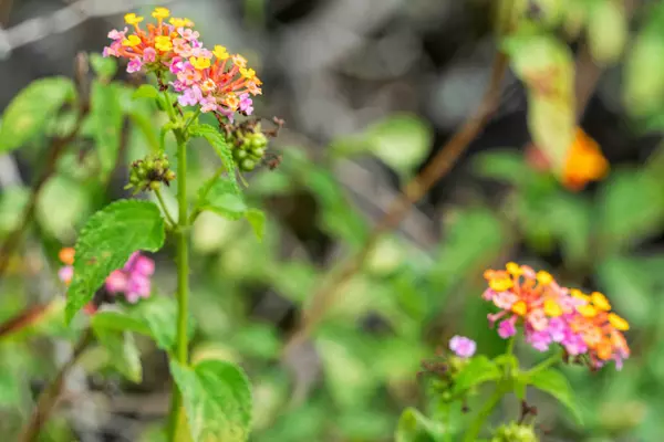 AWAPUHI AVE, Captain Cook, HI 96704