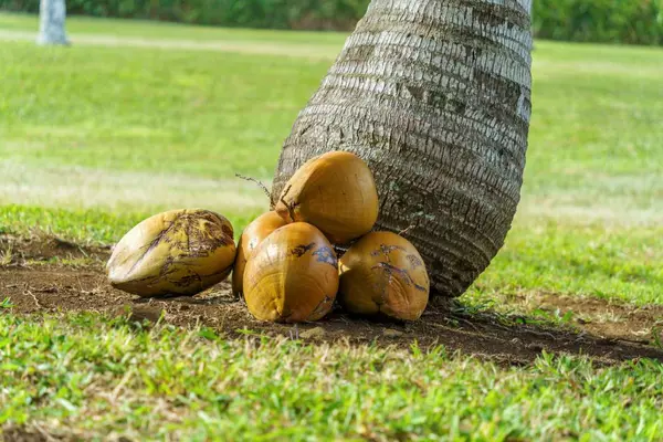 55-442 HOEA RD, Hawi, HI 96719