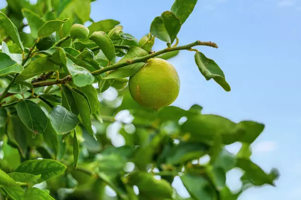 55-442 HOEA RD, Hawi, HI 96719