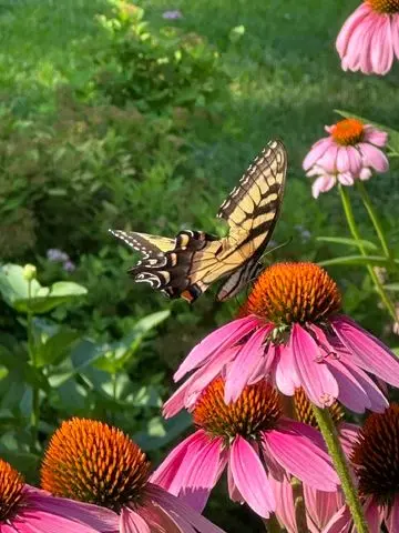 The Quiet Power of Green Space: How Where We Live Shapes How We Think