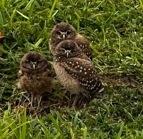 feature image of Tiny Neighbors of Cape Coral: Why May Is the Most Magical Month for Burrowing Owls