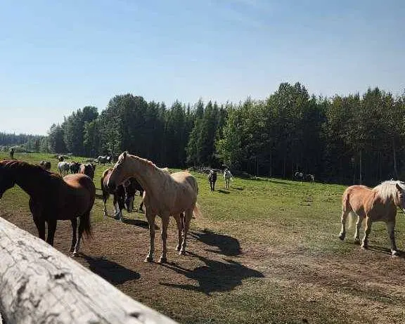 Range Road 6.2, Rural Clearwater County, AB T0M 0C0
