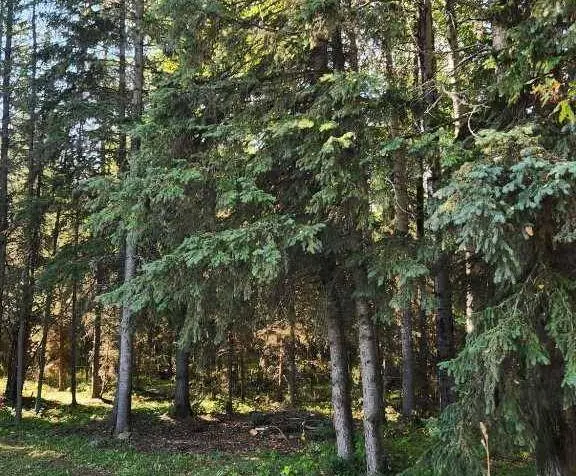 Range Road 6.2, Rural Clearwater County, AB T0M 0C0