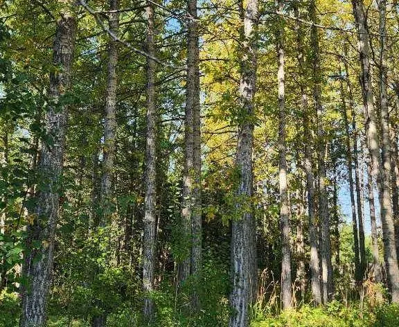 Range Road 6.2, Rural Clearwater County, AB T0M 0C0