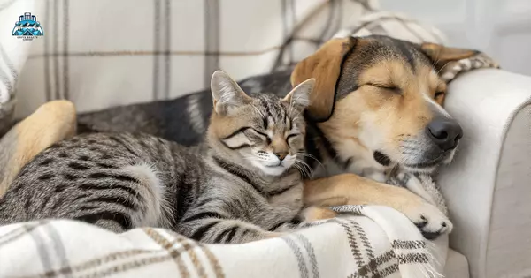 Simple Ways to Pet-Proof Your Furniture