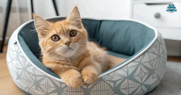 Pet Area Organization Tips Every Homeowner Should Know,Matt Giove