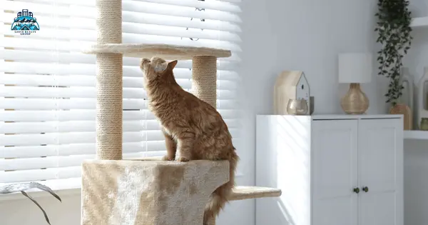 feature image of Pet Friendly Indoor Spaces That Work