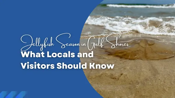 Jellyfish Season in Gulf Shores: What Locals and Visitors Should Know