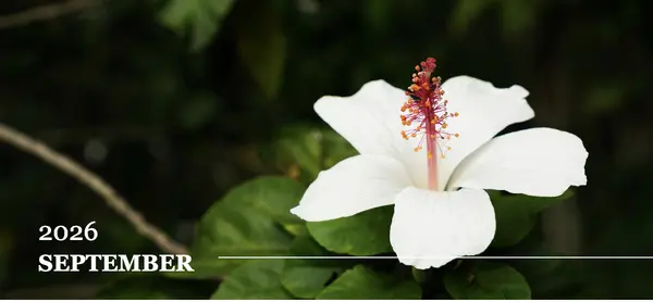 September 2026 Maui Monthly Newsletter,Mark Waite