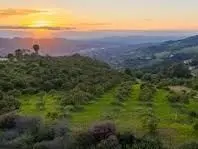 Bonsall