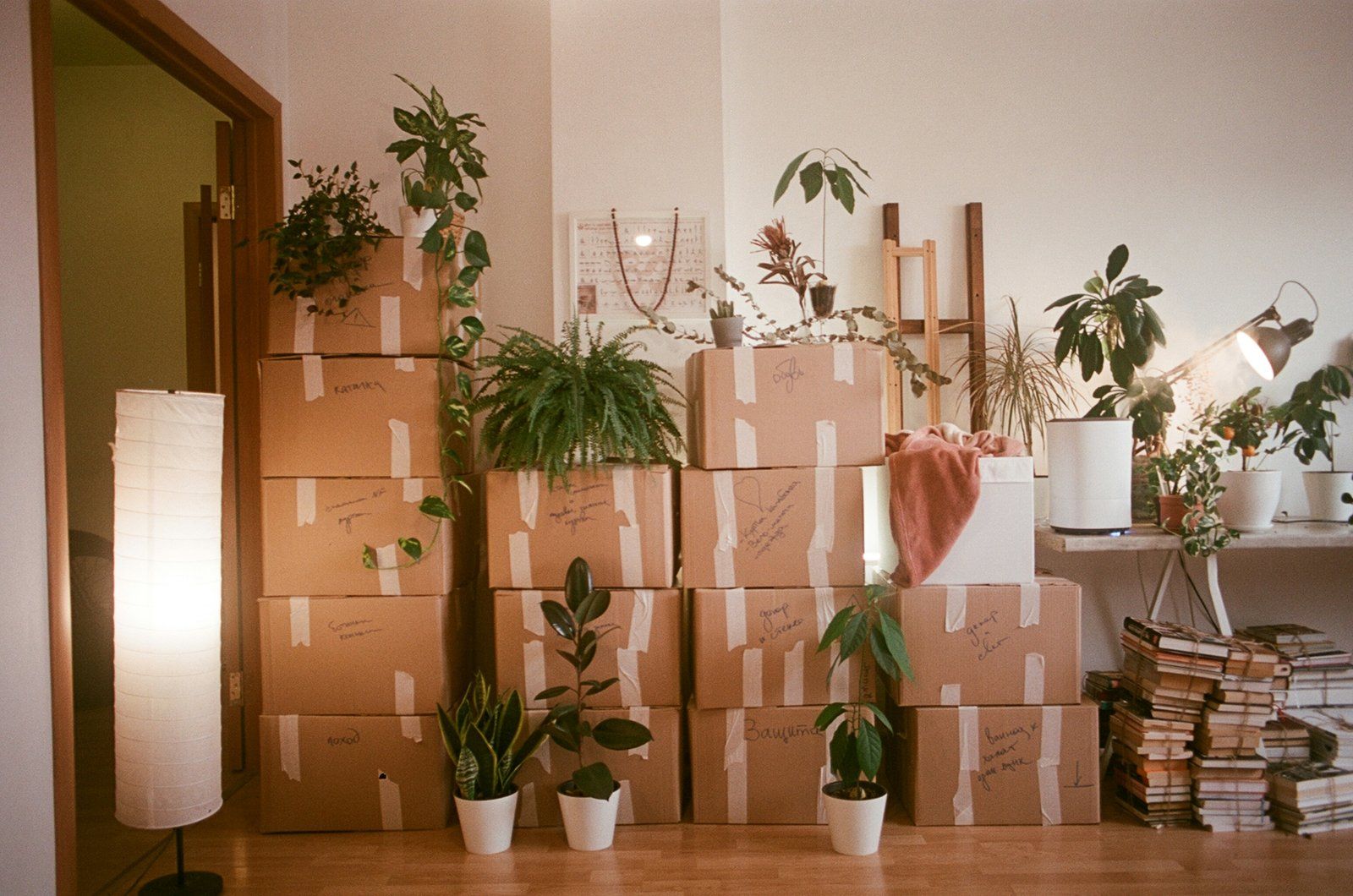 Packed moving boxes surrounded by houseplants in a Portland home