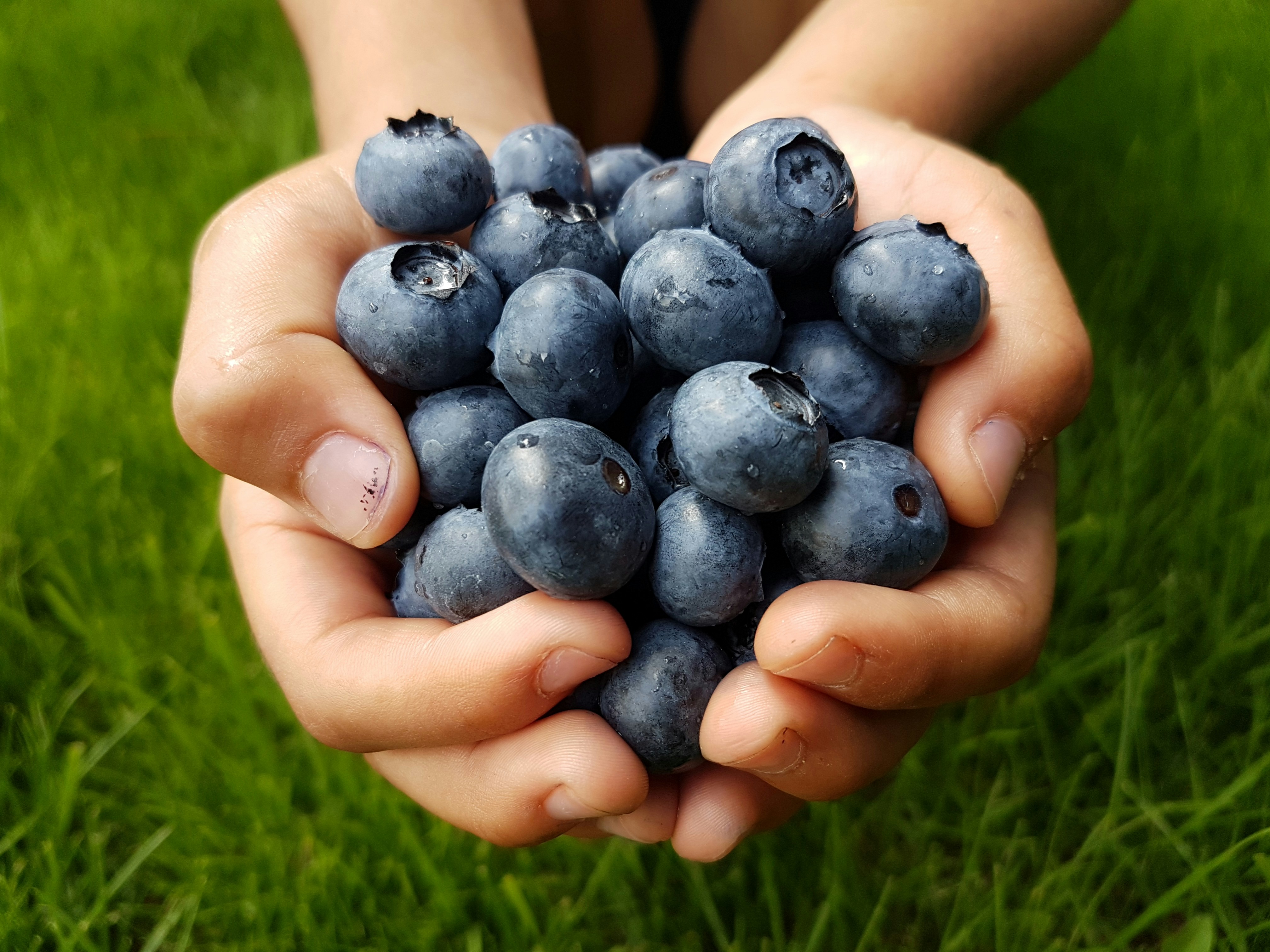 Two handfuls of freshly picked blueberries