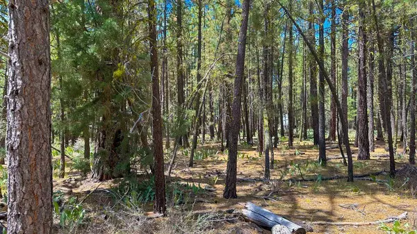 XXX Second Street, Portola, CA 96122