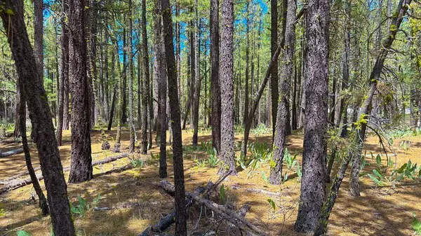 XXX Second Street, Portola, CA 96122