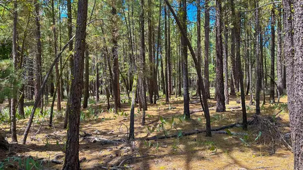 XXX Second Street, Portola, CA 96122