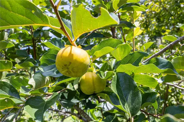 303 NW BRONCO TER, Lake City, FL 32055