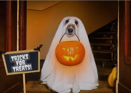 Dog Trick or Treating: How to Make Halloween Pawsitively Fun for Your Pup