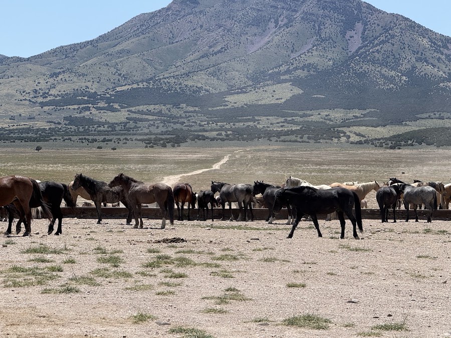 Herd of horses at a water trough with a mountain behind them