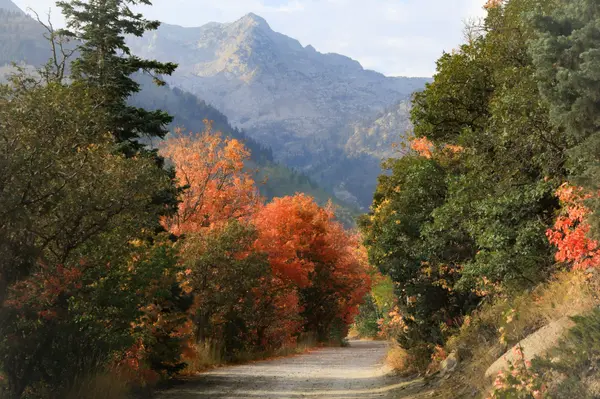 Who Is the Best Real Estate Agent in Alpine, Utah?
